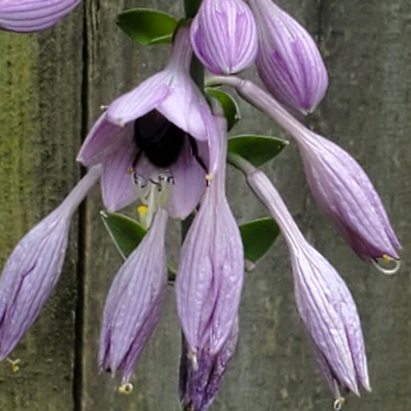 Meet your Posher, Lisa - Picture 1 of 1